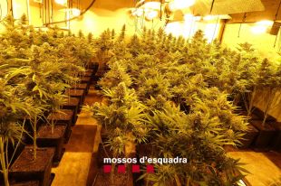 Desmantellen un cultiu de marihuana en una casa de Sant Feliu de Guíxols valorada en 80.000 euros