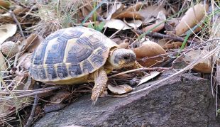 El Parc Natural de Cap de Creus engega un pla de reintroducció de la tortuga mediterrània