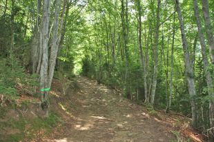 Els boscos gironins, el millor pulmó verd de la península