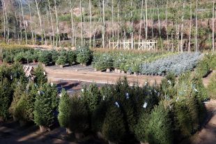 Augmenten un 12% les vendes d'arbres de Nadal en una campanya marcada per la sequera i la inflació