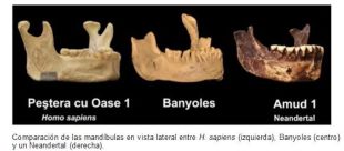 La mandíbula de Banyoles seria el fòssil d'Homo Sapiens més antic d'Europa