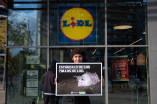 Animalistes es concentren en diverses ciutats demanant a Lidl acabar amb el patiment innecessari dels pollastres