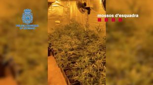 Desarticulen a Lloret i Vidreres una banda que cultivava marihuana i l'exportava a Europa