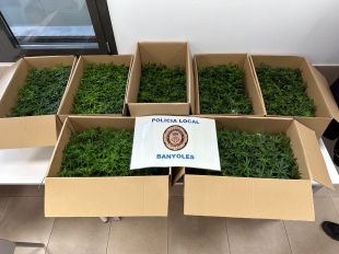 Detingut a Banyoles un home amb més de 700 esqueixos de marihuana al cotxe