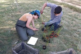 Un projecte busca recuperar tres espècies de flora de les comarques gironines en perill d'extinció