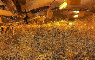 Dos detinguts per tenir un cultiu indoor amb 678 plantes de marihuana a Blanes