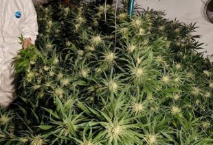 Dos detinguts, un a presó, per cultivar 715 plantes de marihuana dins una casa a Hostalric