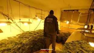 Detinguts dos joves per cultivar 322 plantes de marihuana dins un pis ocupat a Girona