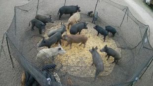 La Generalitat compra sis trampes americanes en la lluita contra els senglars