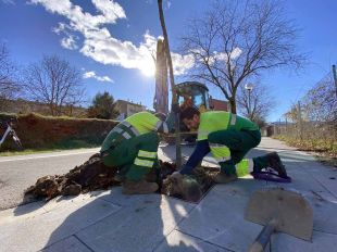 Olot substitueix una setantena d'arbres en males condicions, malalts o morts