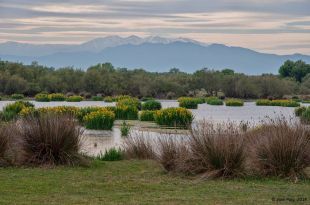 La Generalitat inicia l'expropiació de l'estany de Vilaüt als Aiguamolls de l'Empordà