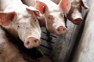 Denuncien a fiscalia el cap dels rurals i l'alcalde de Camallera per matar el porc que va aparèixer abandonat