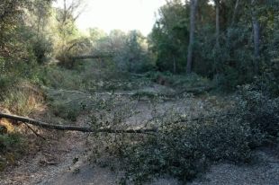 La tala vandàlica d'arbres a Vilademuls continua amb divuit pins més serrats en un camí