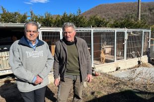 Preocupació entre els caçadors per l'alta mortalitat de gossos durant la batuda del senglar