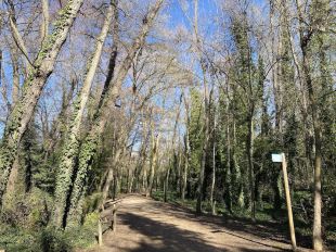 El Consorci millorarà el bosc de ribera de l'Estany de Banyoles