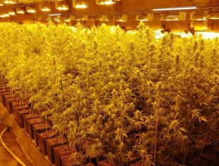 Tres detinguts responsables d'un cultiu amb 5.500 plantes de marihuana en una finca de Llers