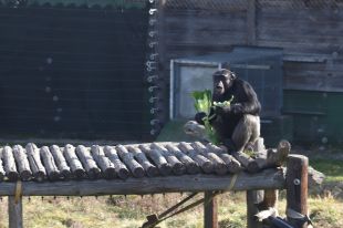 La Fundació Mona cerca finançament perquè el menjar dels ximpanzés i macacos s'ha encarit un 300%
