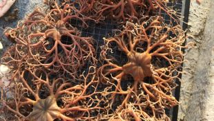 Una mena d'estrella de mar a l'alça al Cap de Creus causa ''estralls'' al sector pesquer