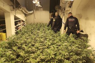 Un detingut per tenir 1.041 plantes de marihuana dins una casa a Olot
