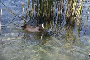 El fred porta per primer cop a Banyoles més d'un miler de fredelugues, un ocell aquàtic vingut del nord 