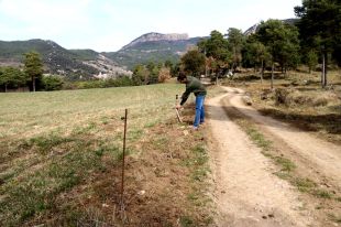Els ramaders del Ripollès i el Berguedà, desesperats per una plaga de cérvols