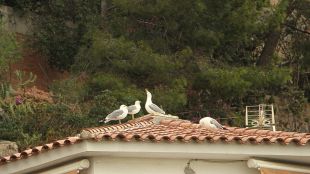Blanes inicia la campanya de control de gavians per evitar ocupacions de terrats