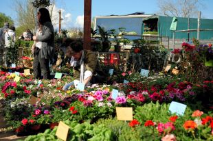 Salt celebrarà la 13a Fira de la Flor i el Planter el 16 d'abril al Parc Monar