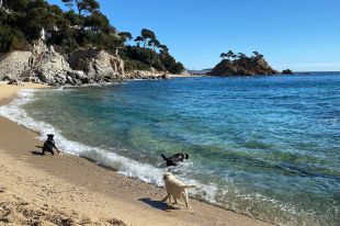 Calonge tampoc ha pogut modificar l'ordenança per fer de cala Belladona una platja per a gossos