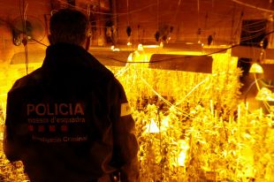 Dos detinguts per robar marihuana d'una casa de Vilajuïga que allotjava 500 plantes més
