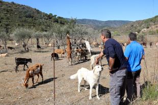 Els ramaders que han contribuït en aturar l'incendi de Portbou reclamen ajudes