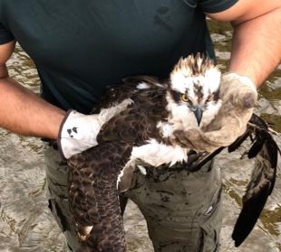 Rescaten un àliga pescadora atrapada dins d'un canal de regadiu a Peralada