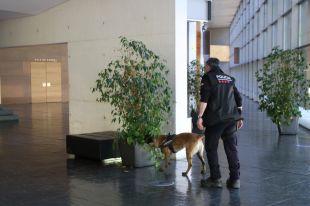Els Mossos de Girona entrenen els gossos per detectar armes, a més de drogues, explosius i bitllets