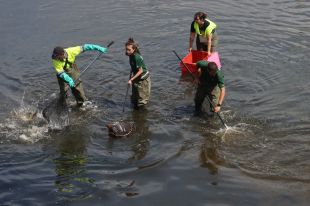 Atordeixen amb electricitat els peixos de l'Onyar a Girona per traslladar-los al Ter