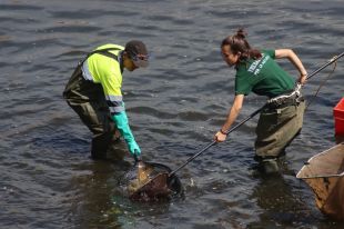 Els naturalistes donen suport al sacrifici de peixos exòtics a l'Onyar