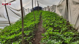 Sis detinguts responsables de 5.330 plantes de marihuana en zones boscoses d'Arbúcies