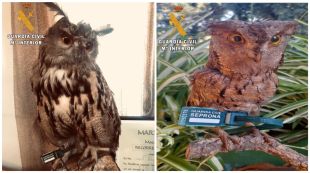 Investigat un veí de Maçanet per tenir una vintena d'animals protegits dissecats a casa