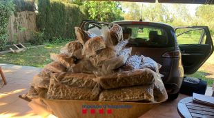 Vuit detinguts d'un grup criminal a Torroella i Platja d'Aro que exportava marihuana a Europa