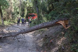 Vilademuls denuncia una nova tala vandàlica d'arbres en un camí