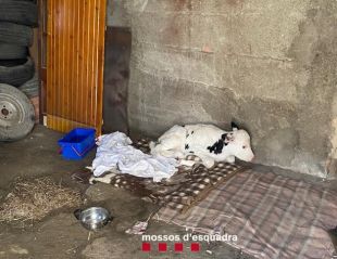Detinguda una parella a Puigcerdà per robar un vedell d'uns quinze dies de vida i eines