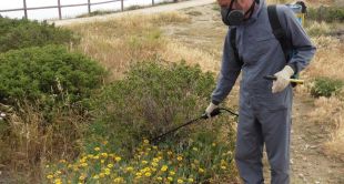 Comencen els treballs de control de l'espècie invasora 'Gazania rigens' al parc natural del Cap de Creus