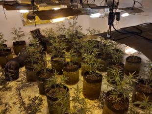 A presó un jove de 21 anys que tenia més de 16 kg de cabdells de marihuana i 200 plantes a Llagostera