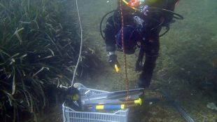 Inicien un projecte per replantar 700 plàntules de posidònia a Cadaqués i frenar-ne l'erosió