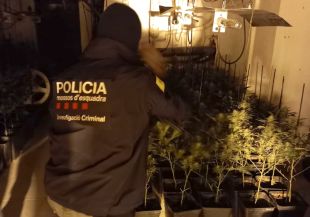 Dos detinguts durant el desmantellament d'una plantació de marihuana a Vilafant