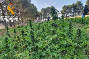 Descobreixen 5.350 plantes de marihuana al costat d'un antic càmping de Figueres
