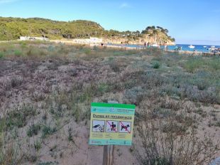 Segueix el procés de renaturalització de les dunes a la platja de Castell de Palamós