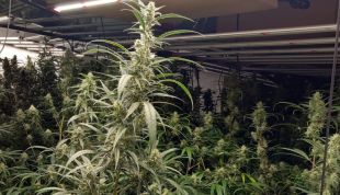 A presó dos homes que tenien un cultiu amb 915 plantes de marihuana en una casa a Figueres