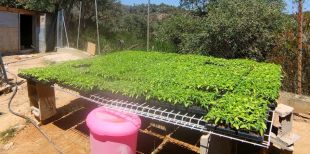 Enxampen un adolescent que tenia un cultiu de 3.500 plantes de marihuana a Tossa