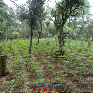 Un detingut i 2.400 plantes de marihuana confiscades a Sant Miquel de Campmajor