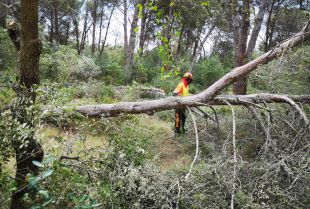 Palamós inicia les tasques de prevenció d'incendis als espais forestals