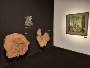 El Museu del Suro de Palafrugell acull la mostra 'Bells boscos vells'